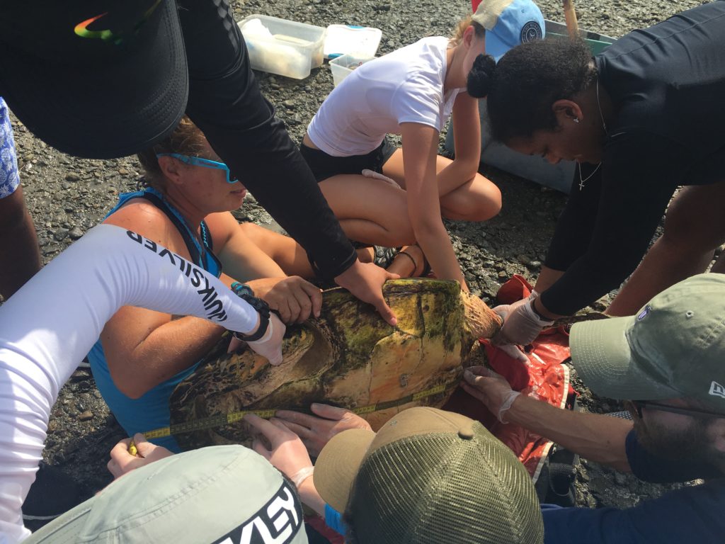 Students tag sea turtles